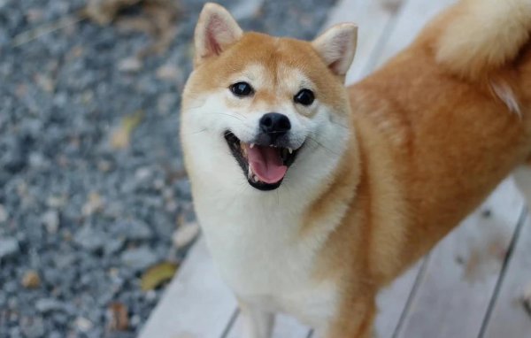 东启网 柴犬清晨撒欢逗全家，聪明独立不粘人，你家有这快乐源泉吗？